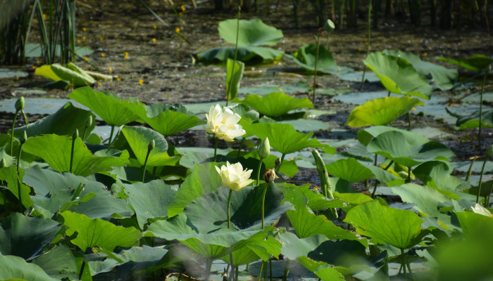 01a Squaw Creek NWF Wetlands Erosion Control