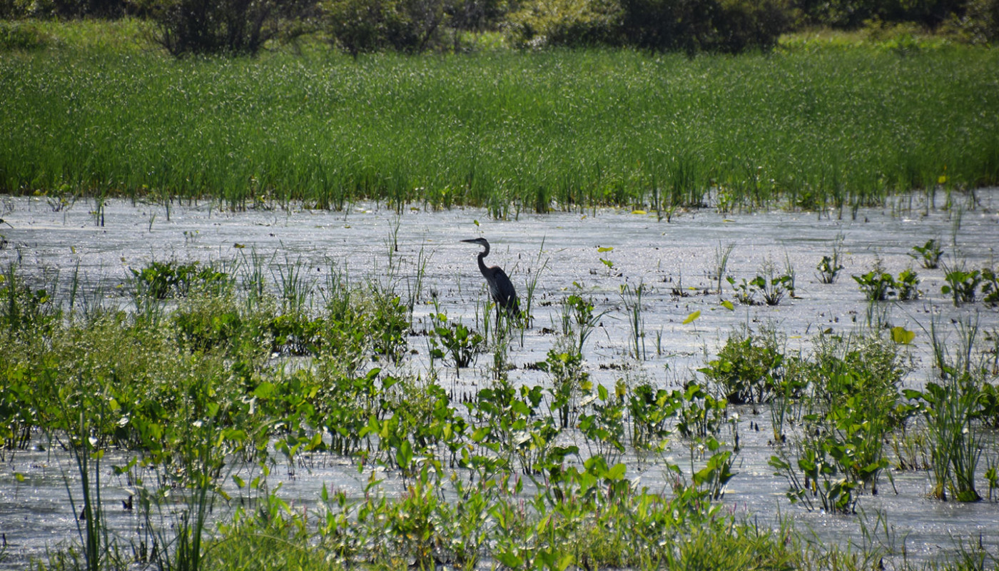 02a Squaw Creek NWF Wetlands Erosion Control