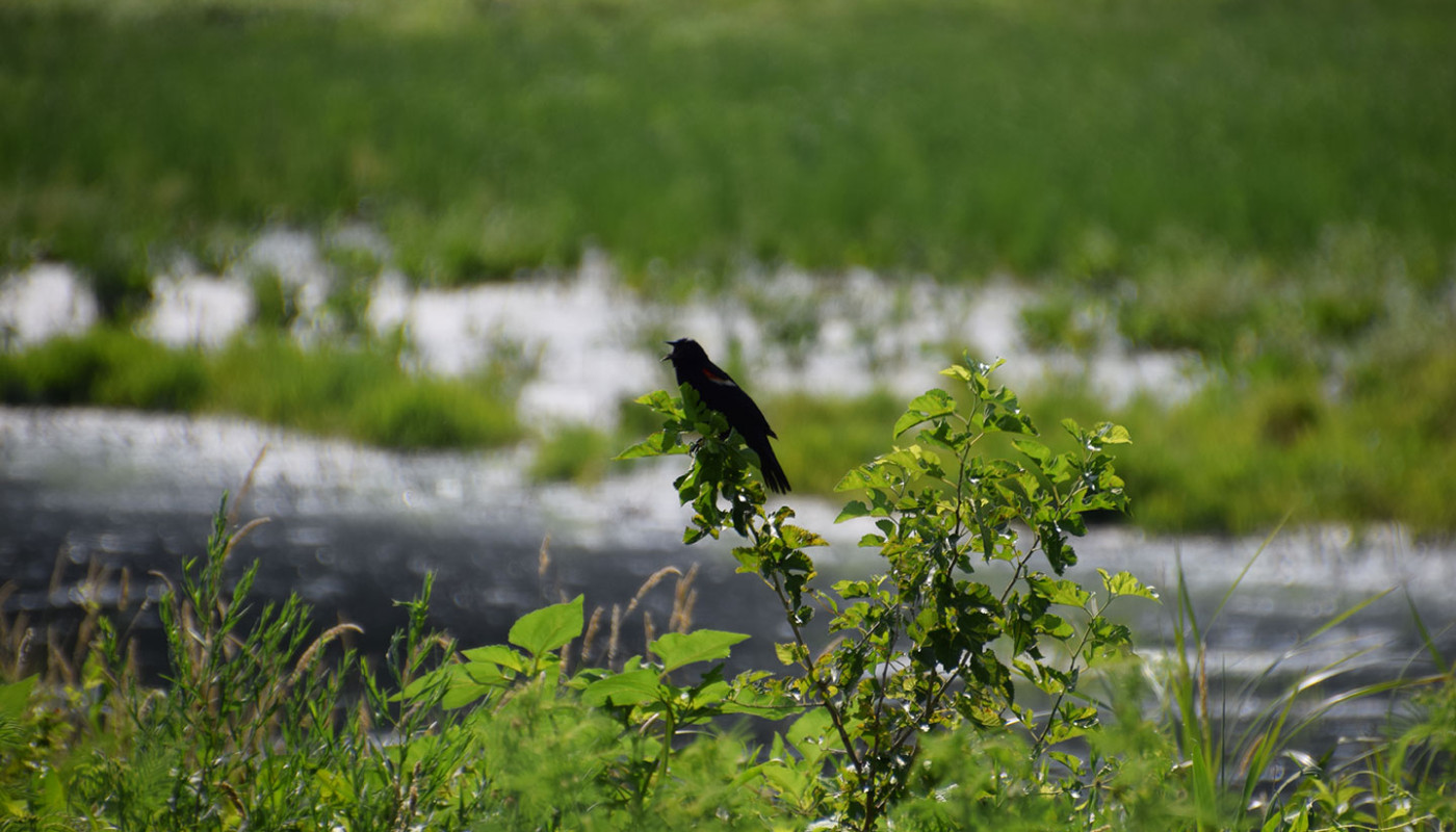 06a Squaw Creek NWF Wetlands Erosion Control