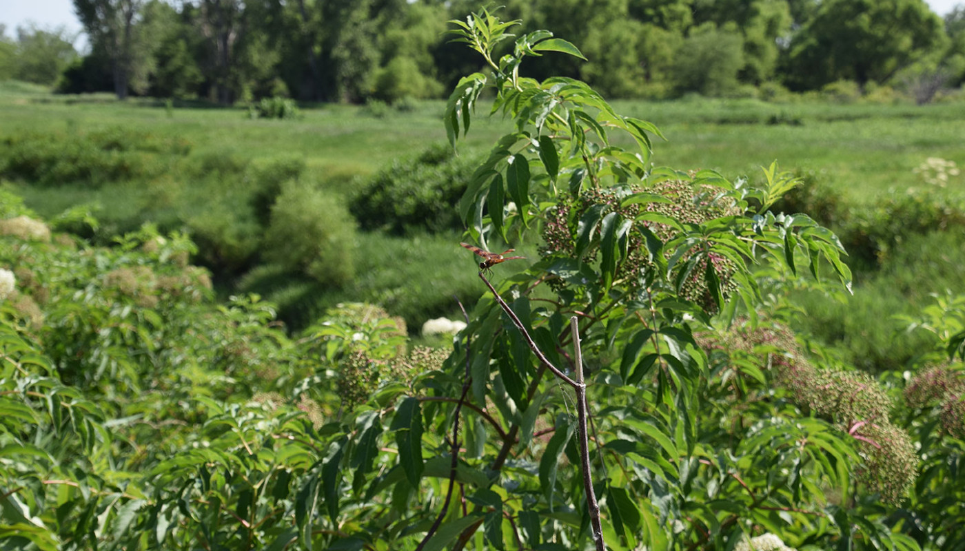 07a Squaw Creek NWF Wetlands Erosion Control