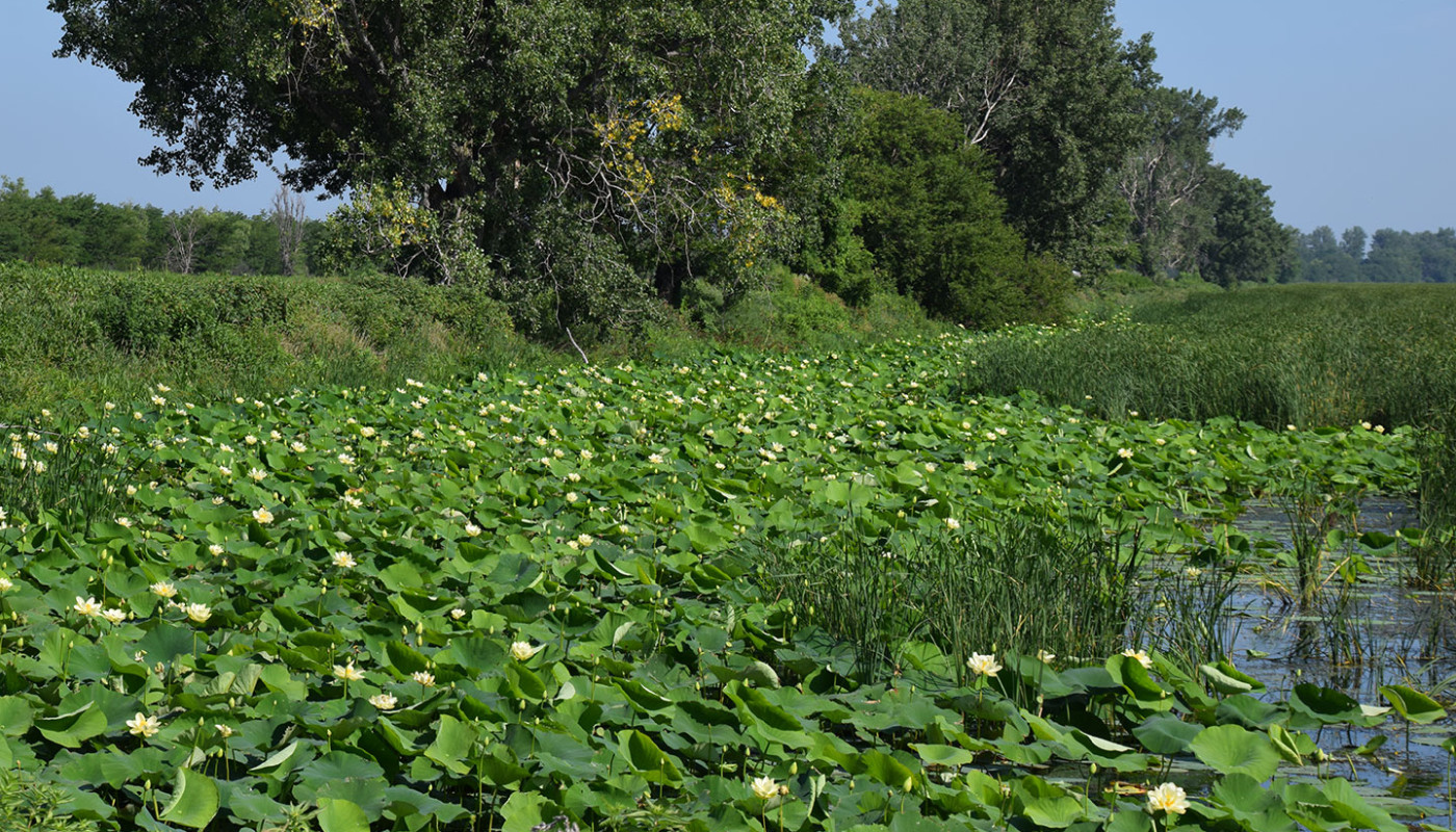 28a Squaw Creek NWF Wetlands Erosion Control